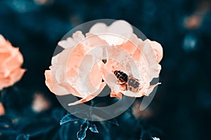 Rosa multiflora, Rosa polyantha. Flower background, garden flowers. Horizontal summer flowers art background. Space in background