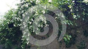 Rosa multiflora shrub