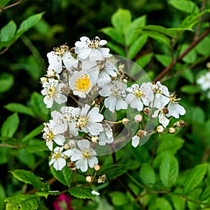 Rosa multiflora syn. Rosa polyantha is a species of rose known commonly as multiflora rose, baby rose, Japanese rose, many-flowe