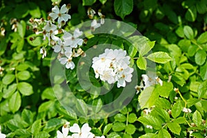 Rosa multiflora, syn. Rosa polyantha, is a species of rose. Rüdersdorf bei Berlin, Germany