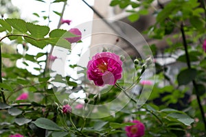 Rosa multiflora Thunb. var. carnea Thory