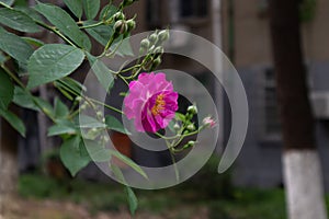 Rosa multiflora Thunb. var. carnea Thory