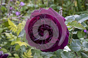 Closeup Rose `Munstead Wood`/Rosa `Ausbernard`