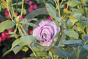 Rosa Novalis flower head of a rose in de Guldemondplantsoen Rosarium in Boskoop