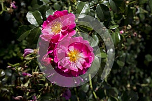 Rosa Nuking wild rose close-up with sunrise