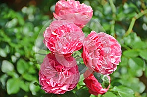 Rosa odorata