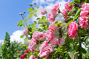 Rosa in ornamental garden with selective focus against a blue sky photo