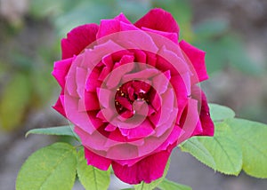 Rosa `Papa Meilland`, Hybrid tea rose