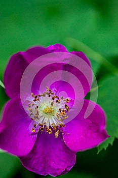 Rosa pendulina flower growing in mountains, close up photo