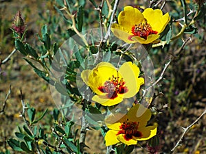 Rosa persica yellow flowers