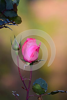Rosa pink rose in nature with leaves