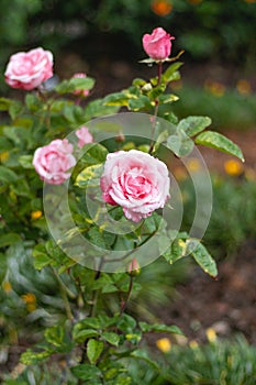 Rosa plant, known as species Rosa luciae Franch. Rochebr. belongs to the plant family Rosaceae