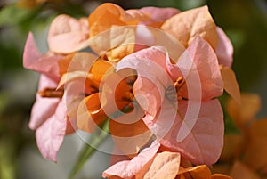 Rosa Preciosa, a pink and orange color of bougainvillea flower photo