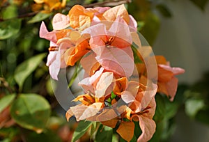 Rosa Preciosa, a pink and orange color of bougainvillea flower photo