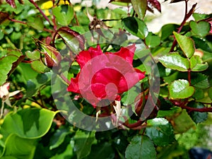 Rosa roja del jardÃÂ­n photo