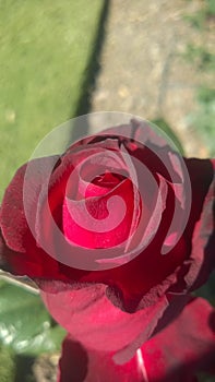 Rosa roja photo