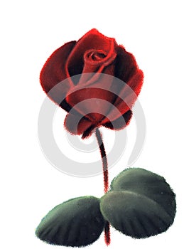 Rosa roja sin espinas, con dos hojas verdes