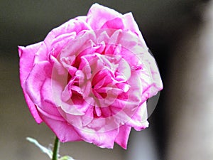 Rosa na cor rosa, em um dia de sol photo