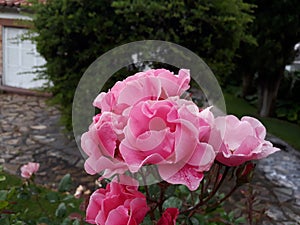 Rosa rosa en un parque / Pink rose in a park