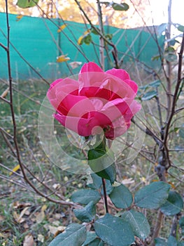 Rosa rosa photo