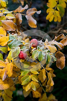 Rosa. Rosehip red berries. Frosty rose hip green and yellow leaves in autumn, natural environment background.