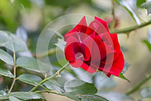 Rosa rossa. Single rose