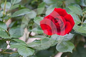 Rosa rossa. Single rose