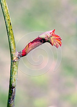Rosa rubiginosa branches with buds photo
