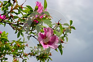Rosa rubiginosa flower photo