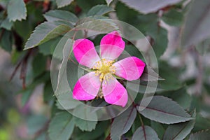 Rosa rubiginosa, sweet briar rose, or elgantine photo