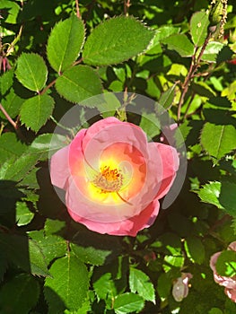 Rosa rubiginosa, sweet briar, sweetbriar rose, sweet brier, eglantine photo