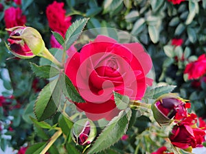 Rosa rugosa