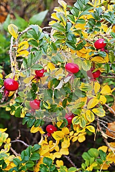Rosa rugosa