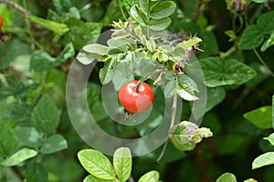 Rosa rugosa