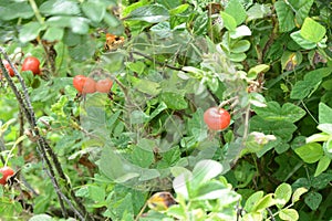 Rosa rugosa