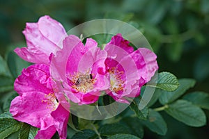 Rosa rugosa. A beach rose with a honey bee