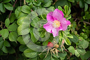 Rosa rugosa flower