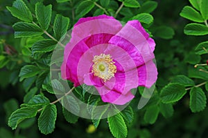 Rosa Rugosa flower closeup