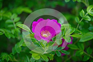 Rosa rugosa flower. Pink rose on outdoor