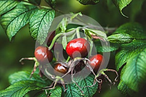 Rosa rugosa fruits growing on bush, ripe rose hip in the garden