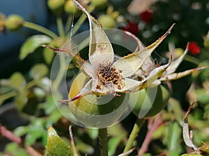 Rosa Rugosa green fruits in park