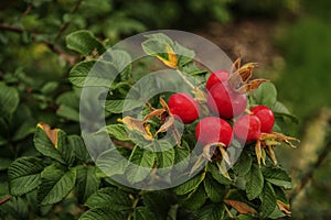 Rosa rugosa photo