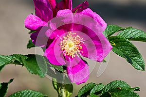 Rosa rugosa, japanese rose flower closeup selective focus