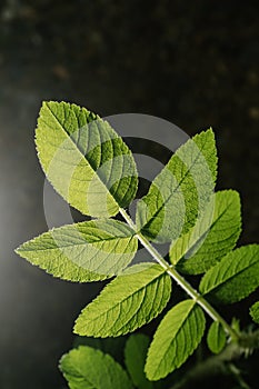 Rosa rugosa leaves close-up. Background for your text.