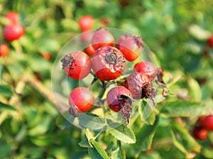 Rosa rugosa red rose hips