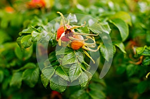 Rosa rugosa, ripening fruit, spherical colored