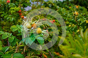 Rosa rugosa, ripening fruit, spherical colored