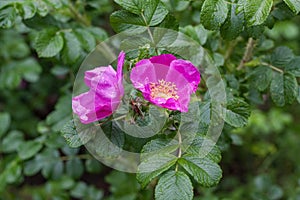 Rosa Rugosa rose bush