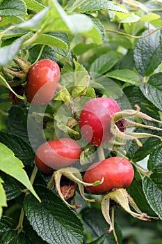 Rosa rugosa Rose Hips