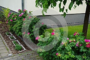 Rosa rugosa \'Rubra\' blooms in June in the garden. Berlin, Germany